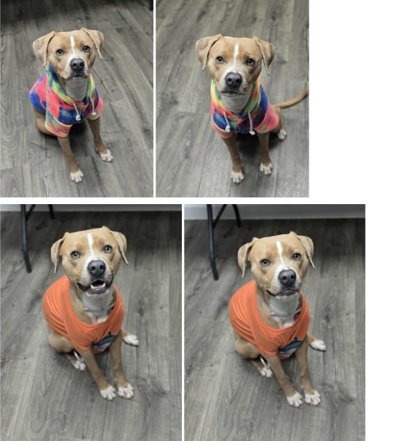 Enlarge Adam, a Adoptable mixed breed in Aurora, CO image 3/5