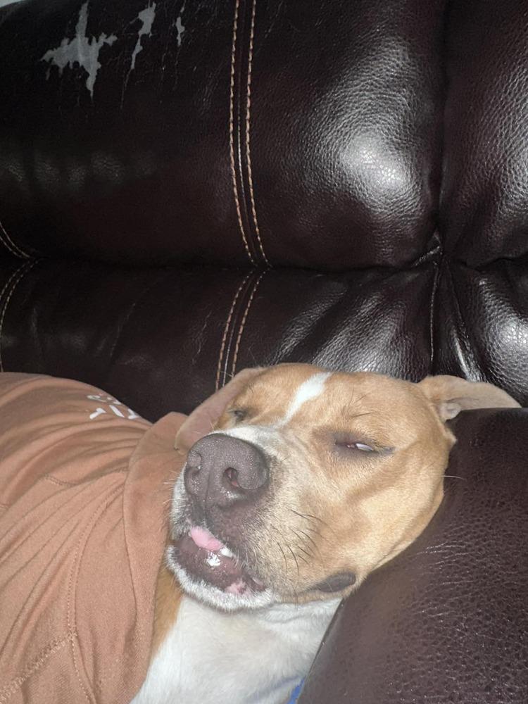 Enlarge Adam, a Adoptable mixed breed in Aurora, CO image 4/5