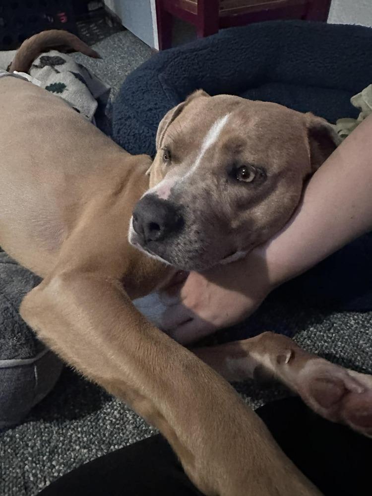 Enlarge Adam, a Adoptable mixed breed in Aurora, CO image 5/5