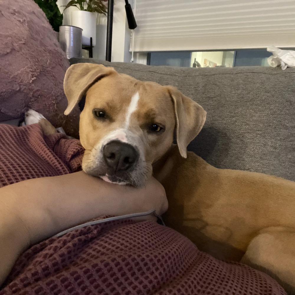 Enlarge Adam, a Adoptable mixed breed in Aurora, CO image 5/6