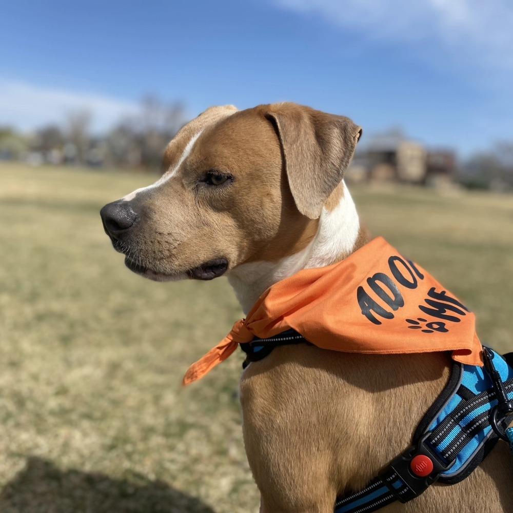 Enlarge Adam, a Adoptable mixed breed in Aurora, CO image 6/6