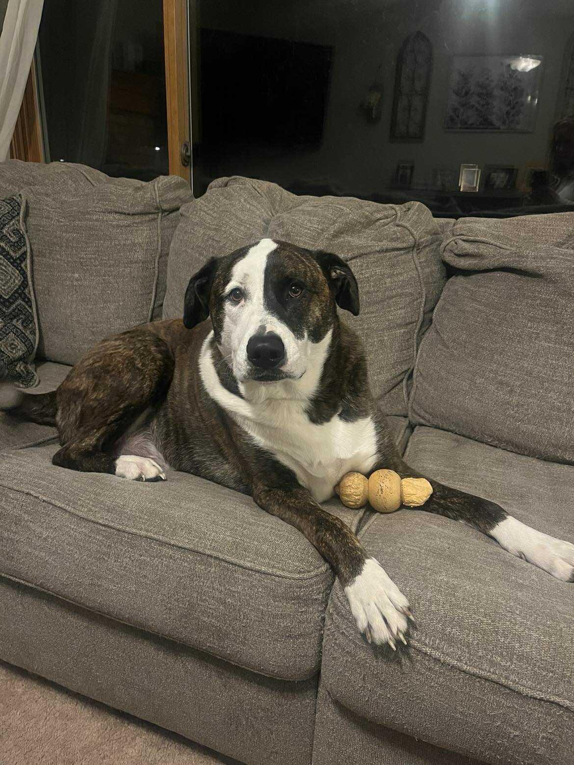 Enlarge Rocky, a Adoptable mixed breed in Crystal Lake, IL image 5/6