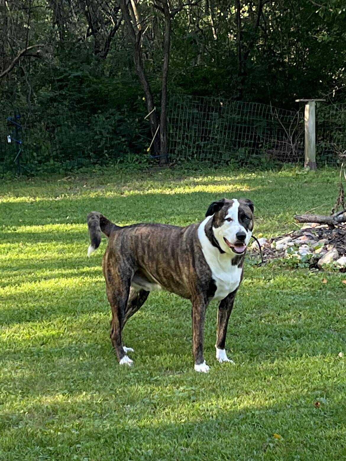 Enlarge Rocky, a Adoptable mixed breed in Crystal Lake, IL image 1/6