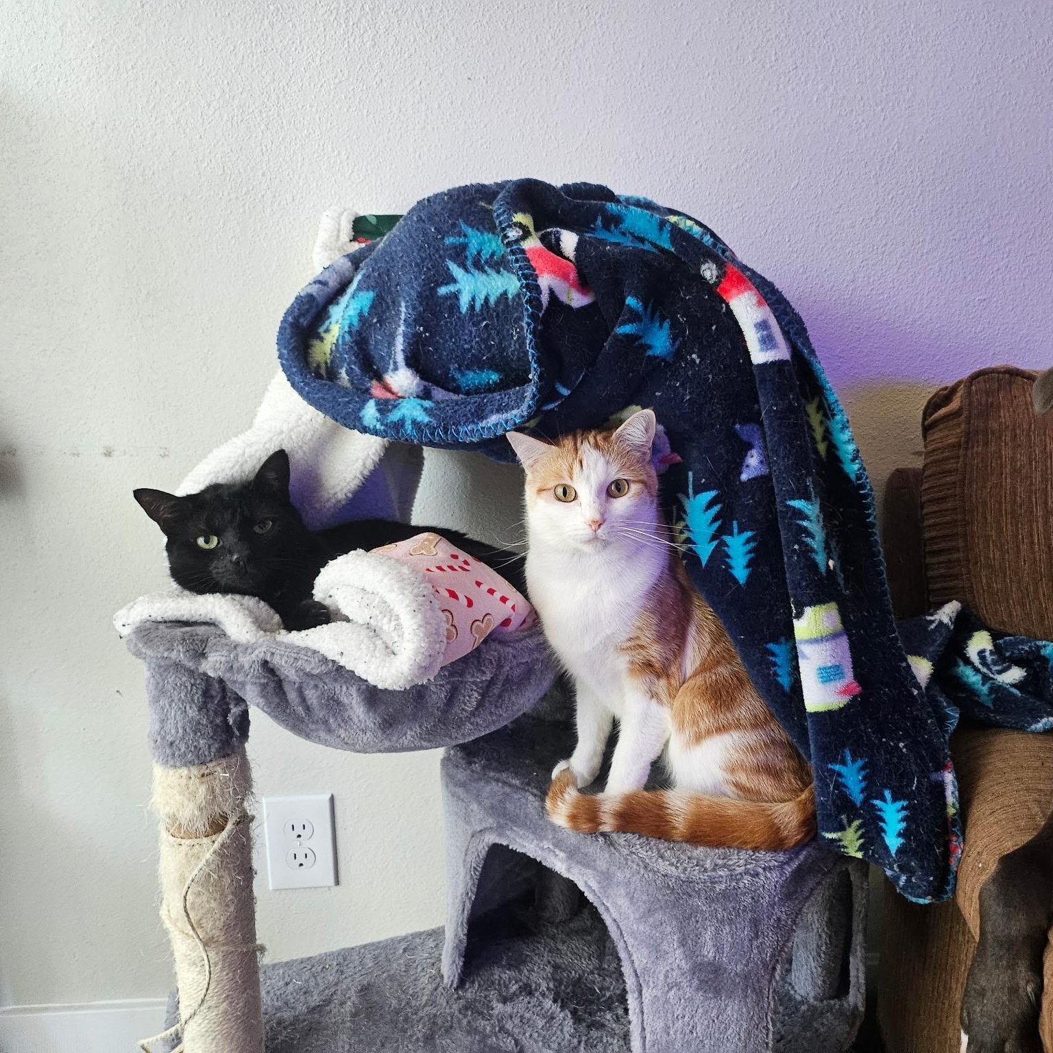 Louie, Adoptable, Adult Male Domestic Short Hair.