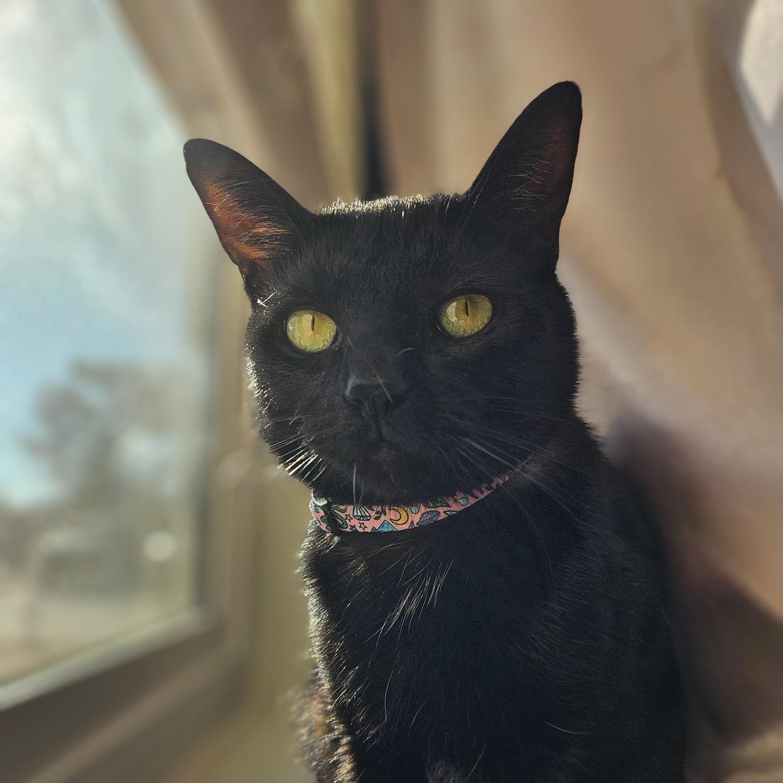 Louie, a Adoptable mixed breed in Phoenix, AZ image 3/4