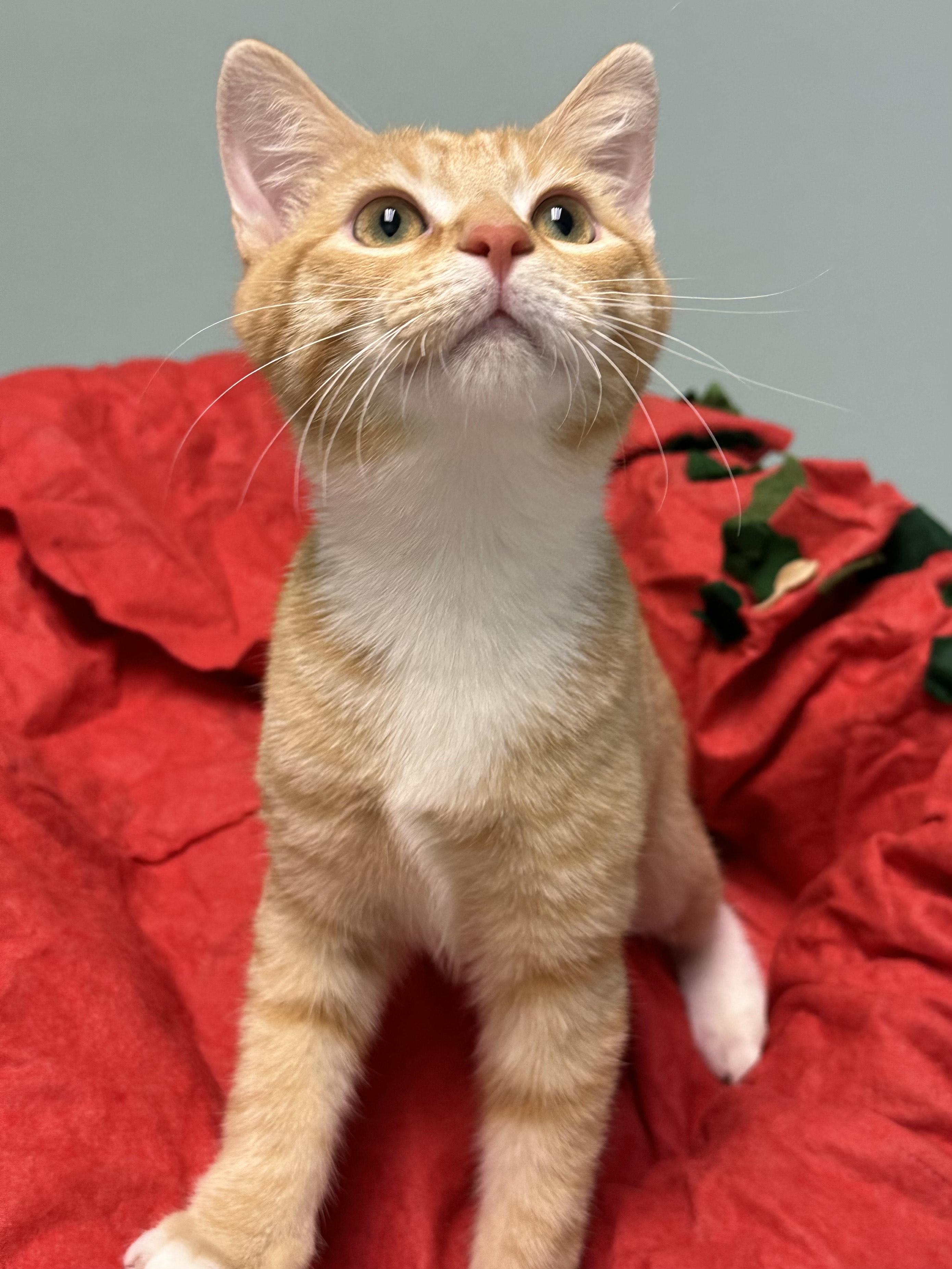 Enlarge Benny, a ADOPTABLE Domestic Short Hair in Miami, FL image 2/4