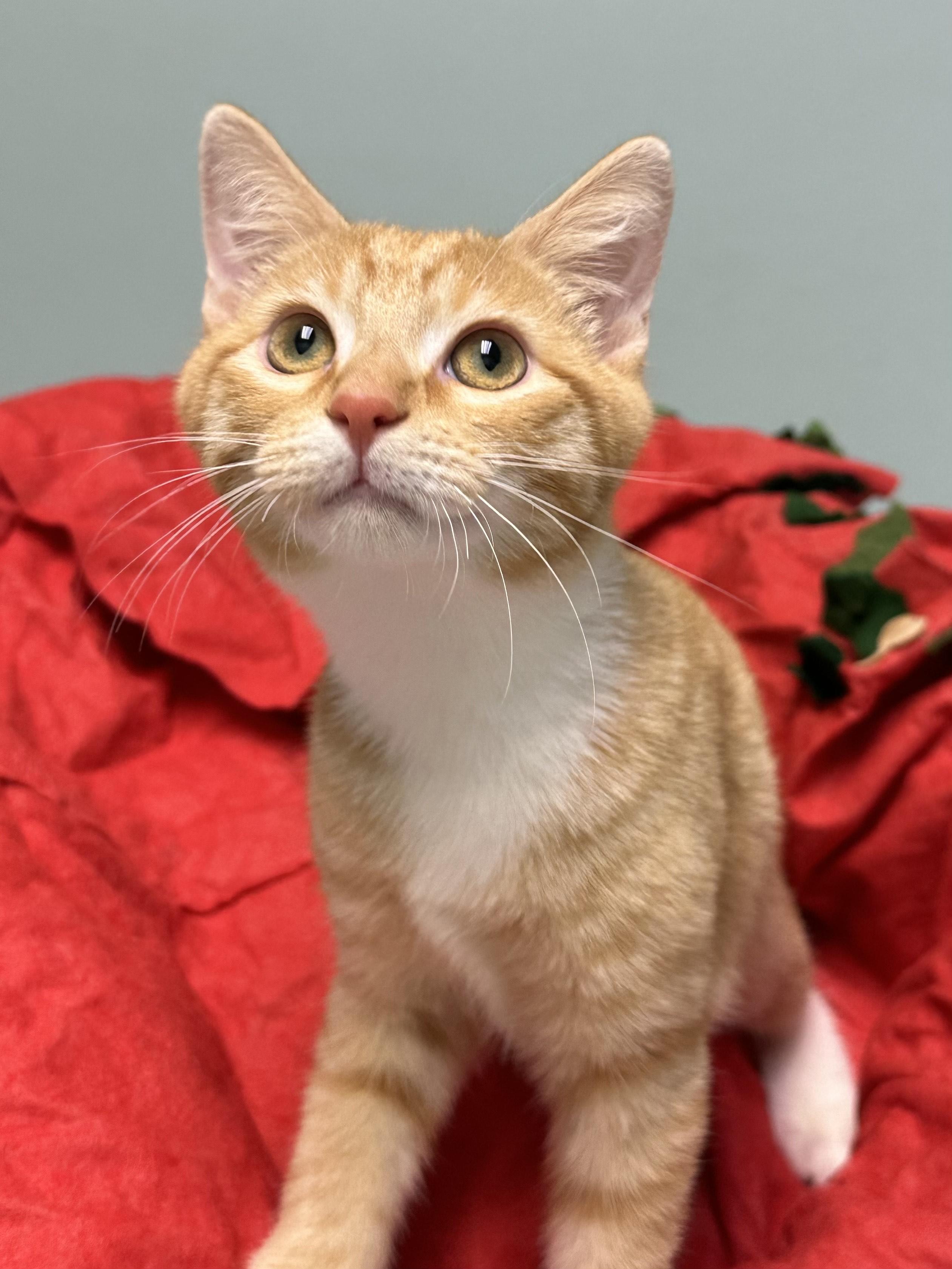 Enlarge Benny, a ADOPTABLE Domestic Short Hair in Miami, FL image 4/4