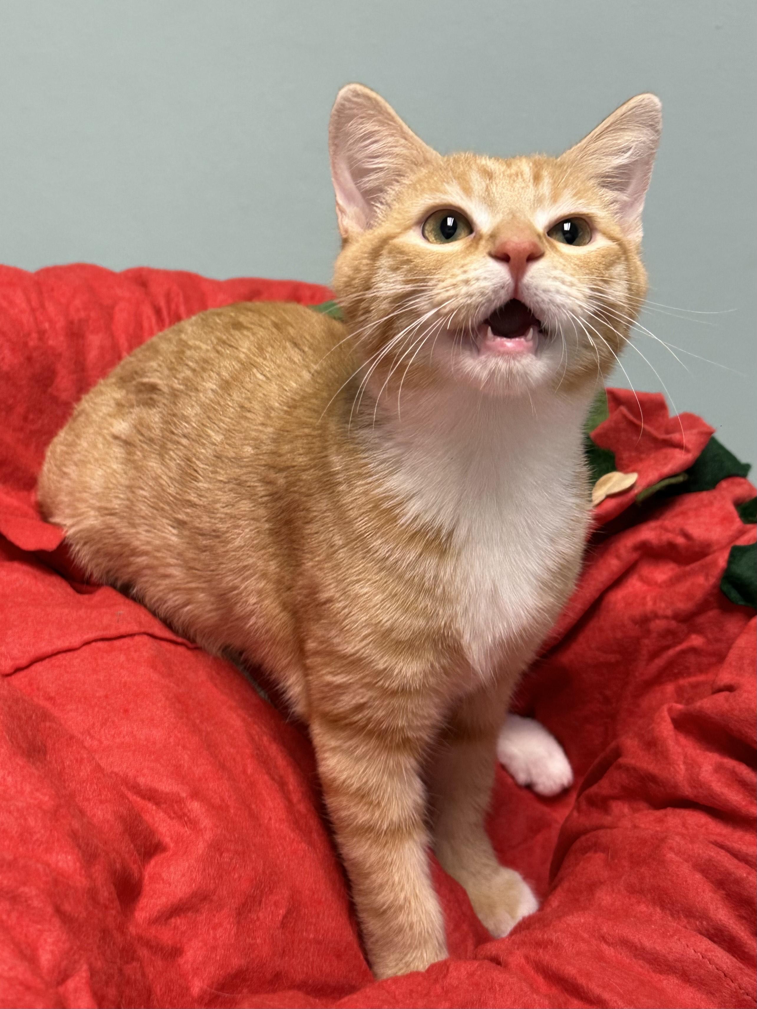 Enlarge Benny, a ADOPTABLE Domestic Short Hair in Miami, FL image 3/4