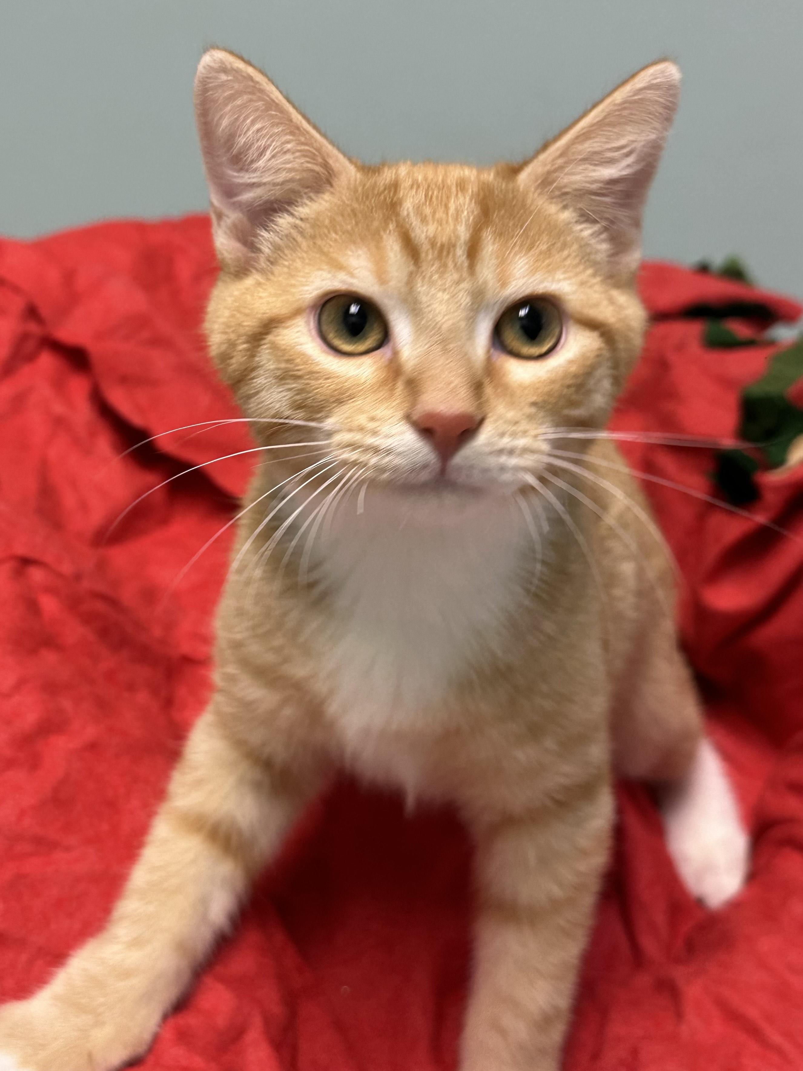 Benny, ADOPTABLE, Young Male Domestic Short Hair.