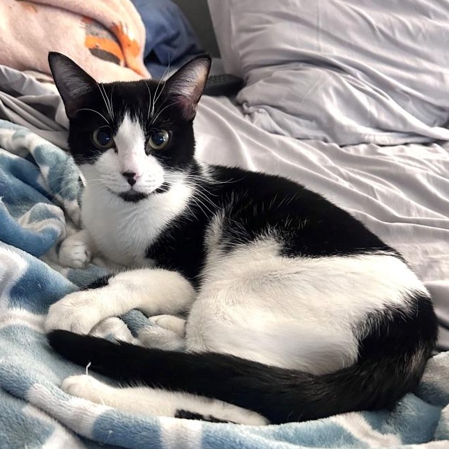 Kiwi Fruit — thumbnail 5