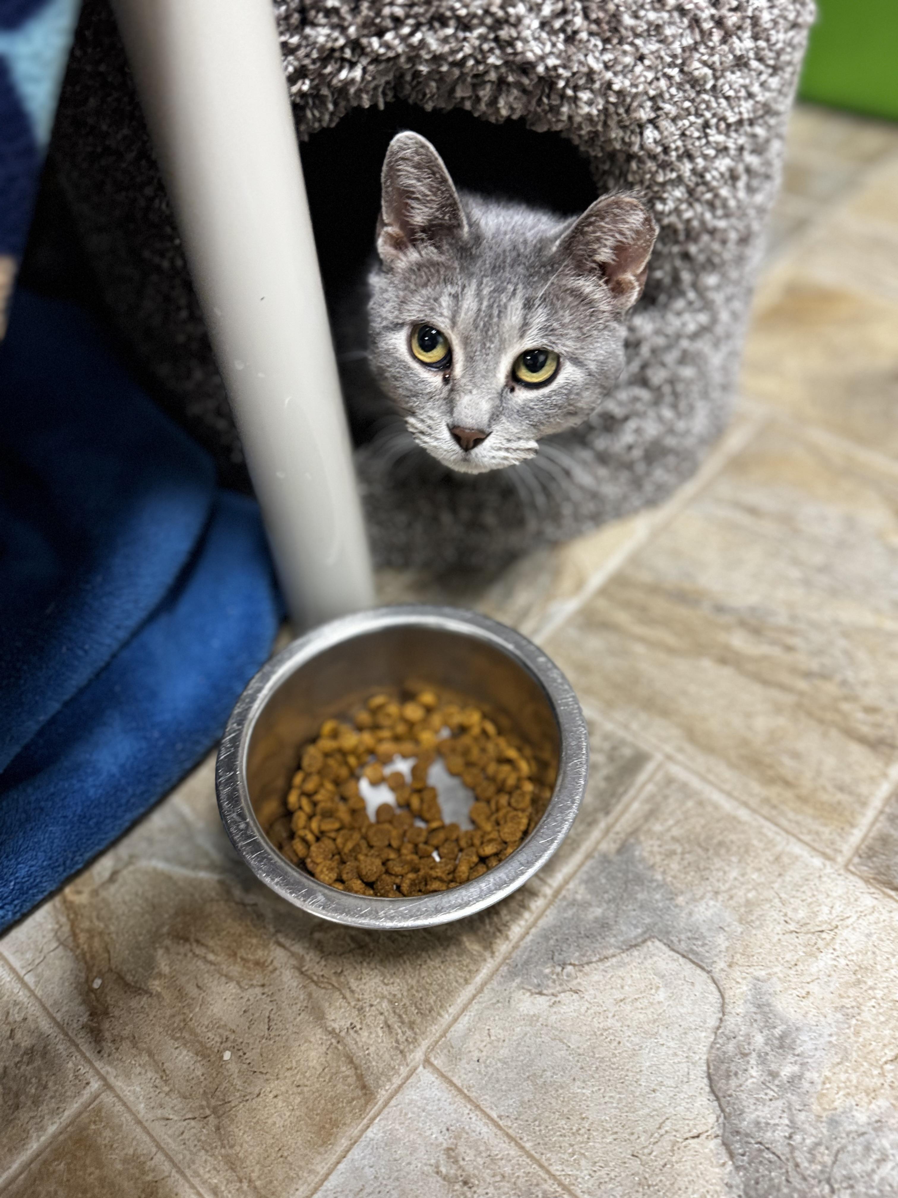 Enlarge Nina, a ADOPTABLE Domestic Short Hair in Dodgeville, WI image 2/2