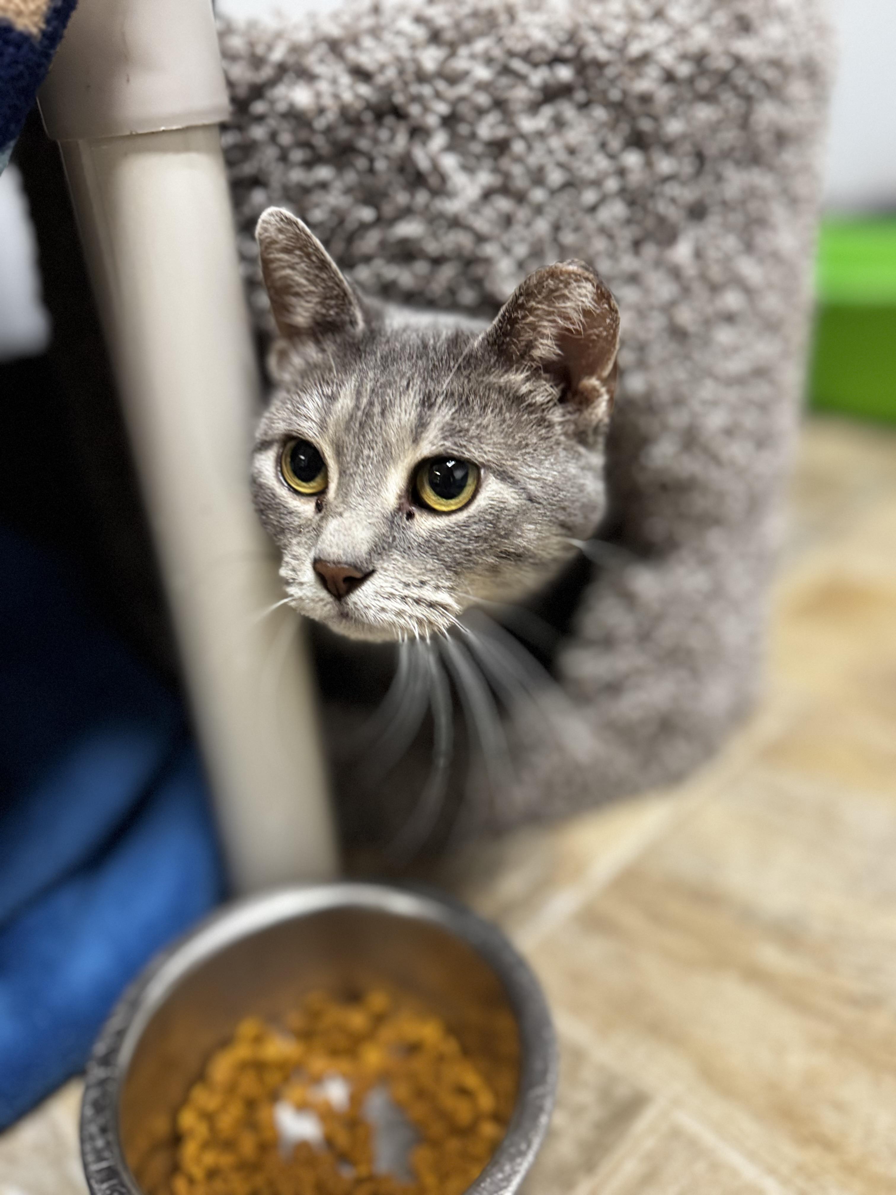 Enlarge Nina, a ADOPTABLE Domestic Short Hair in Dodgeville, WI image 1/2