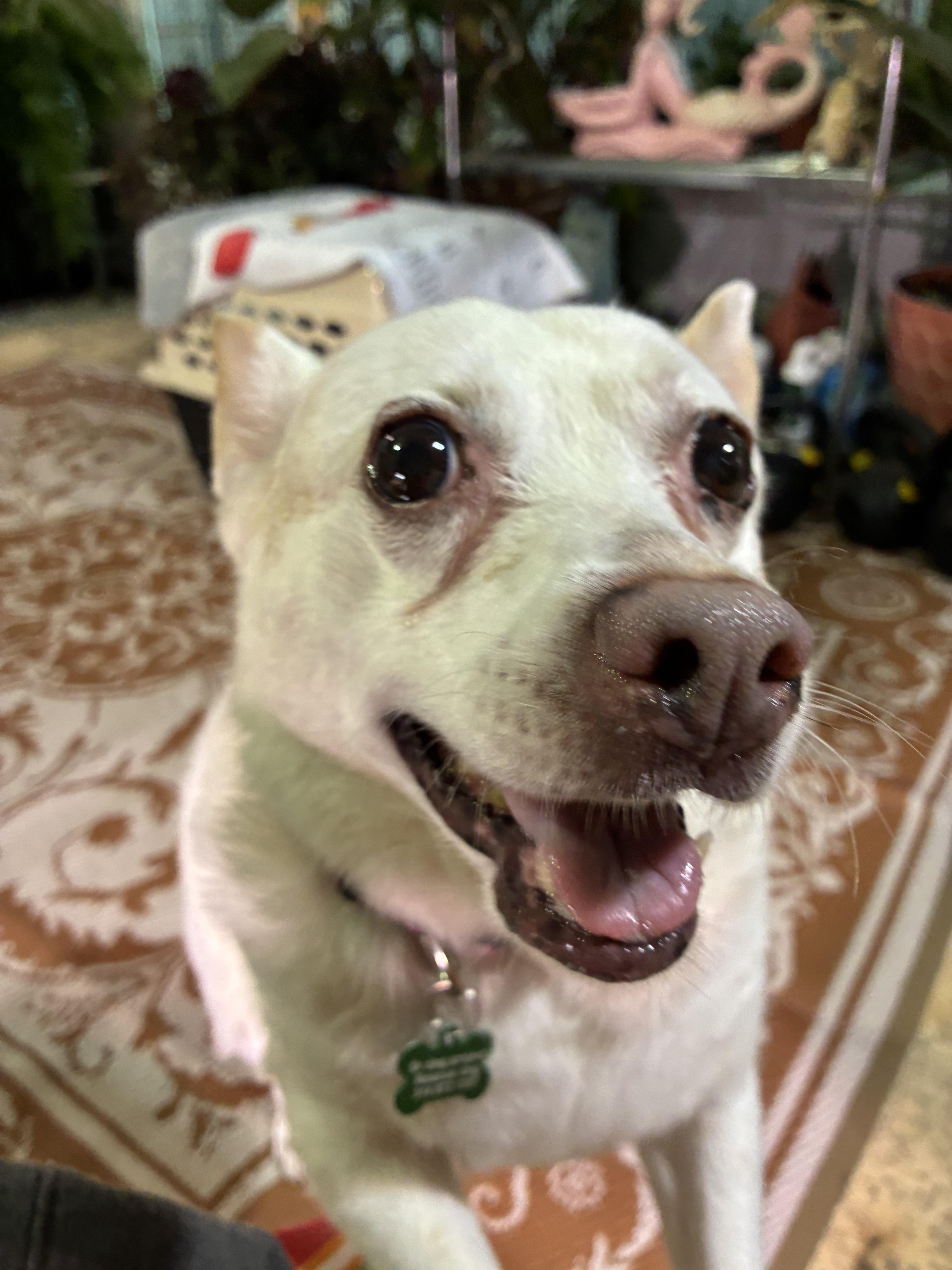 Enlarge Chloe , a ADOPTABLE mixed breed in Saint Louis, MO image 2/3