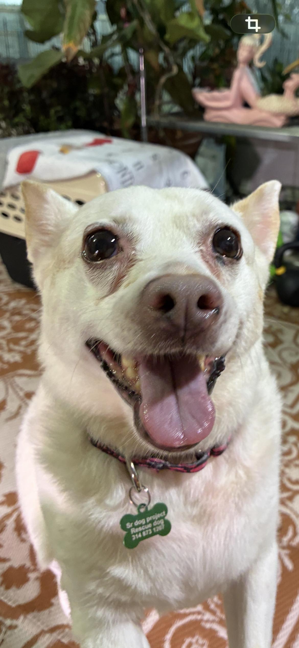 Enlarge Chloe , a ADOPTABLE mixed breed in Saint Louis, MO image 3/3