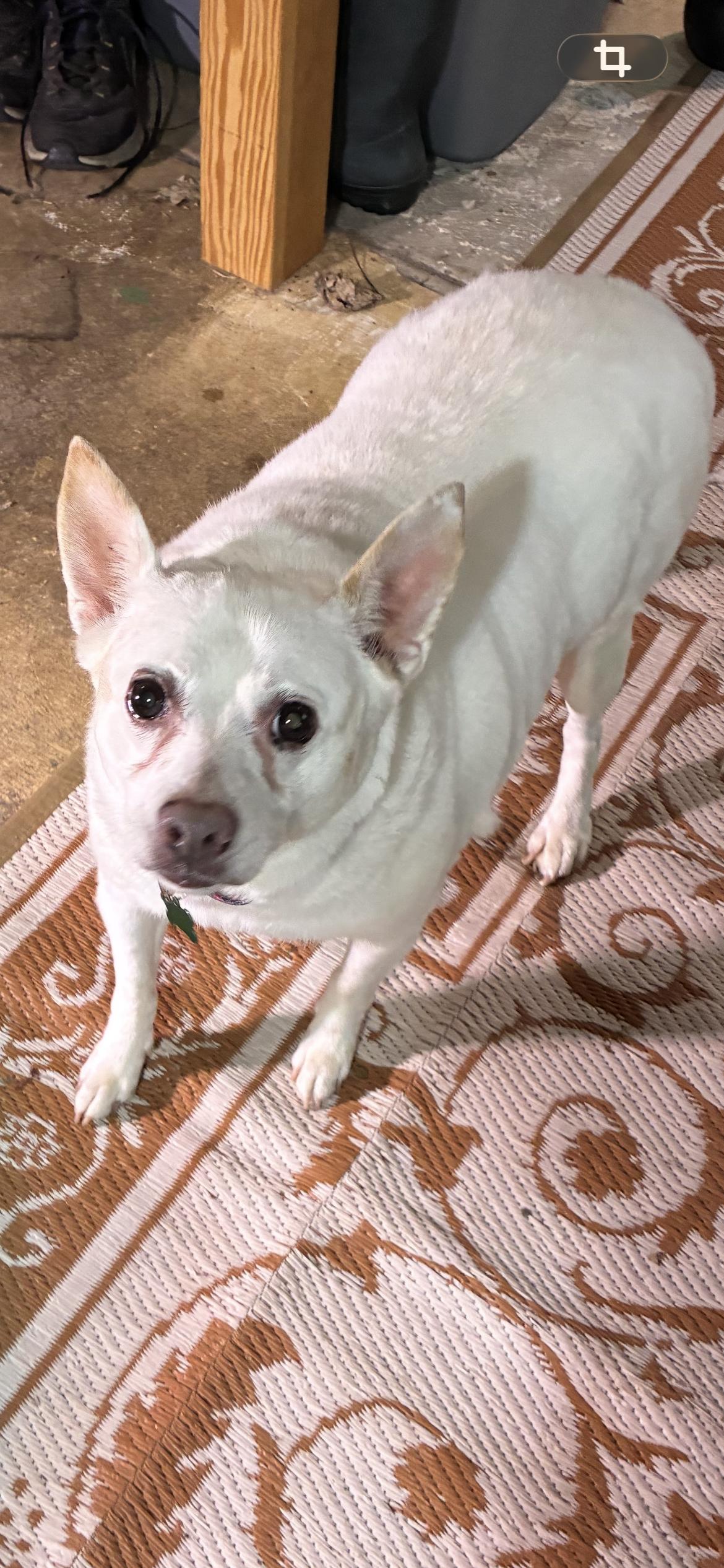 Chloe , ADOPTABLE, Senior Female Spitz.