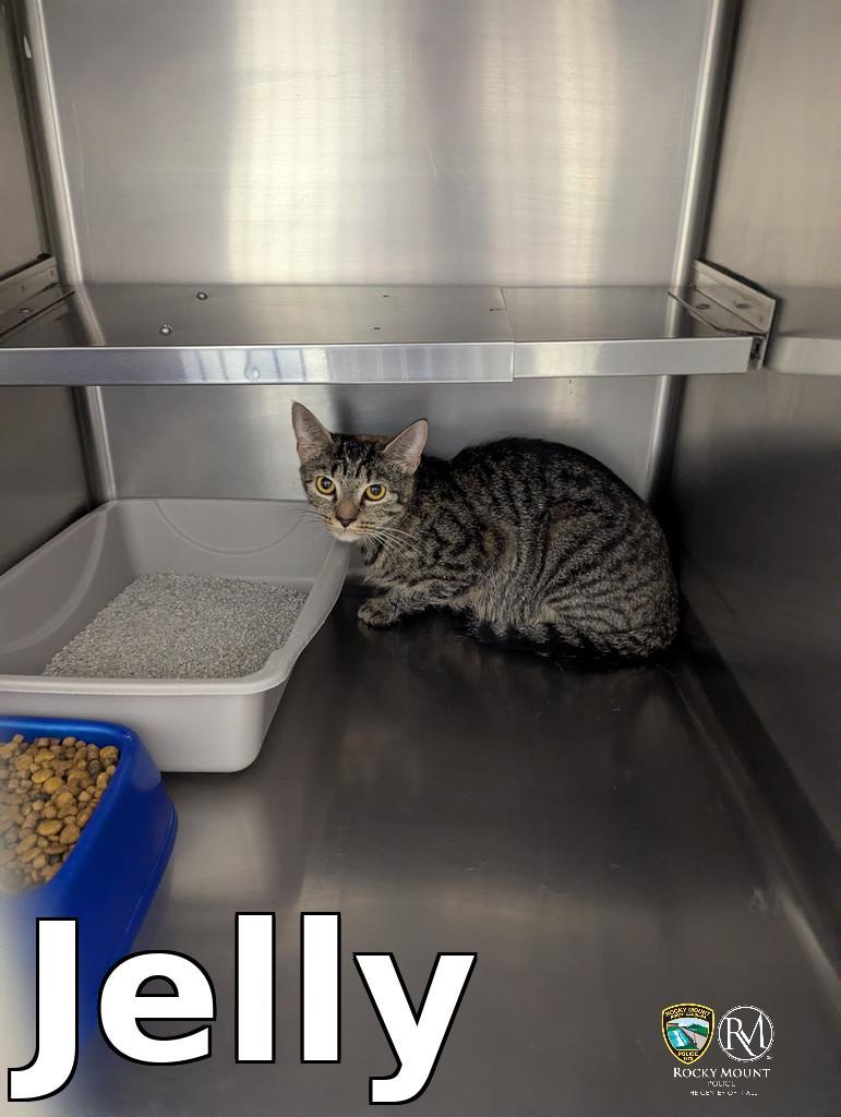 Enlarge Jelly, a Adoptable mixed breed in Rocky Mount, NC image 1/1