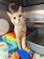 Fiona, ADOPTABLE, Adult Female Domestic Short Hair.