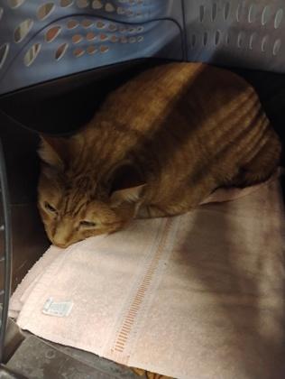 Steve, Adoptable, Adult Male Domestic Short Hair & Domestic Short Hair.