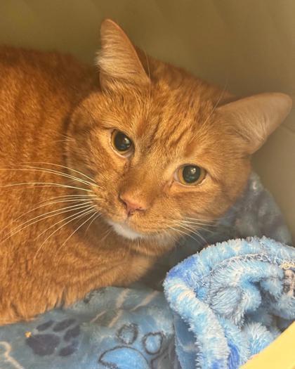 Enlarge Steve, a Adoptable mixed breed in Fallston, MD image 2/2