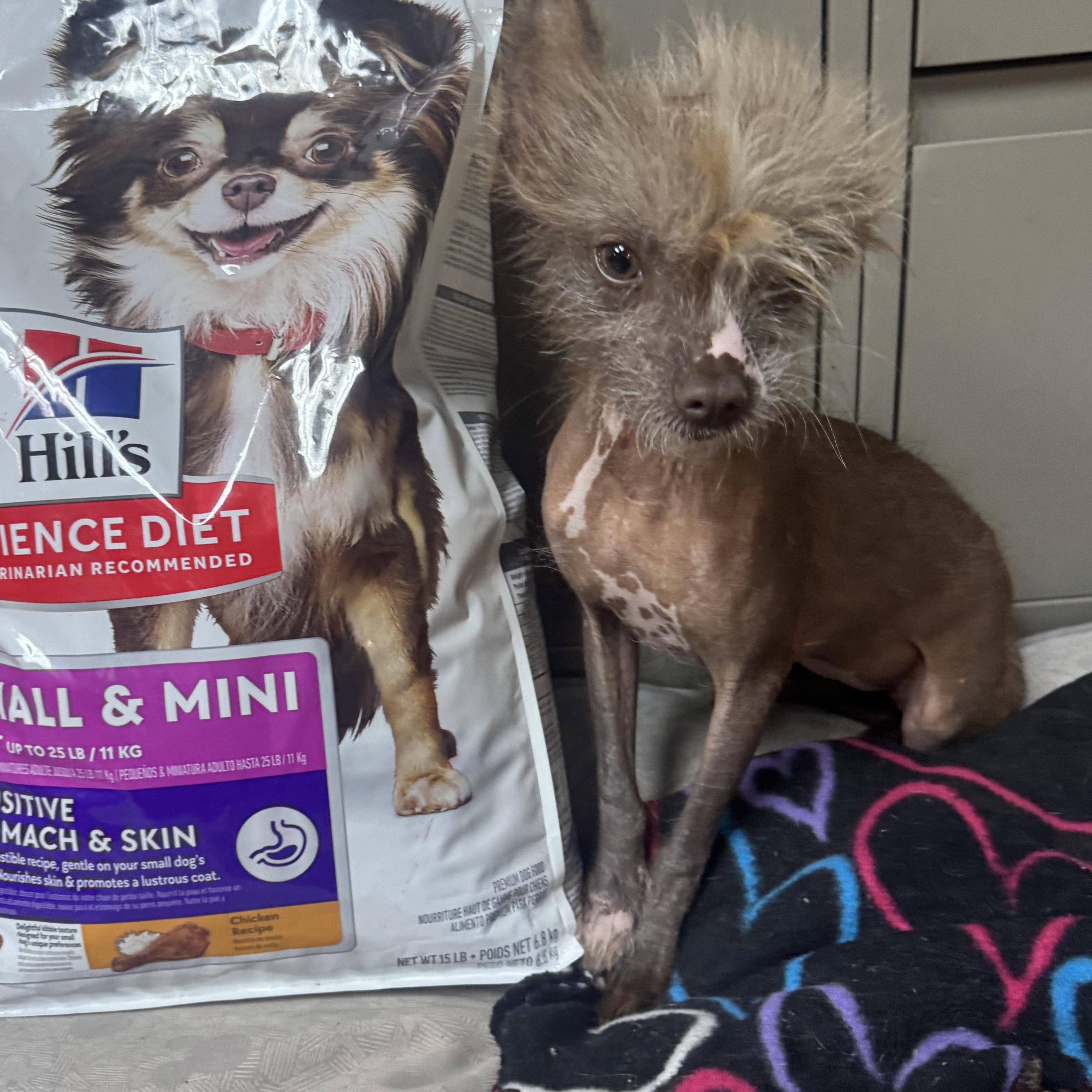 Jennifer, a ADOPTABLE Chinese Crested Dog in Cushing, OK image 2/3