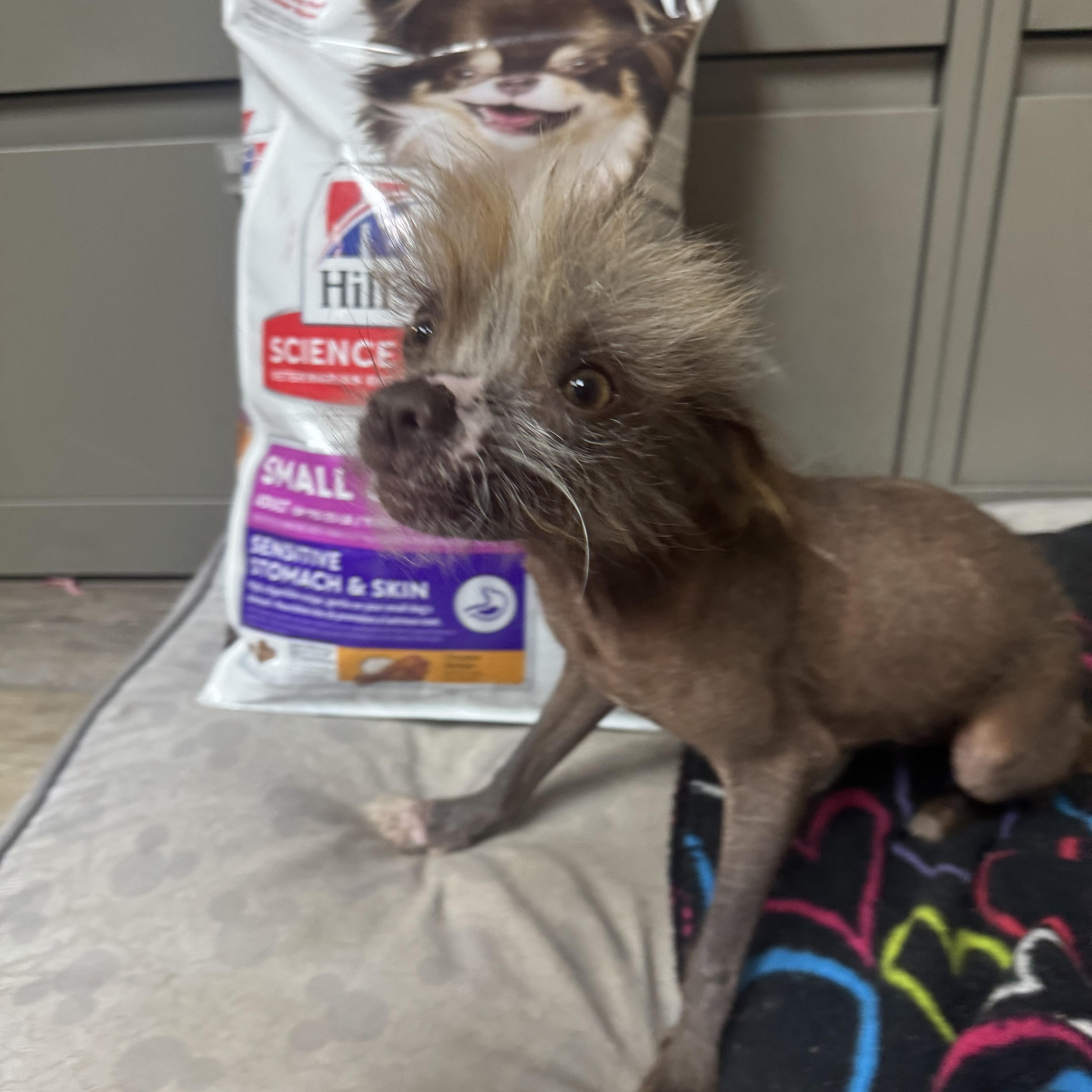Jennifer, ADOPTABLE, Young Female Chinese Crested Dog.