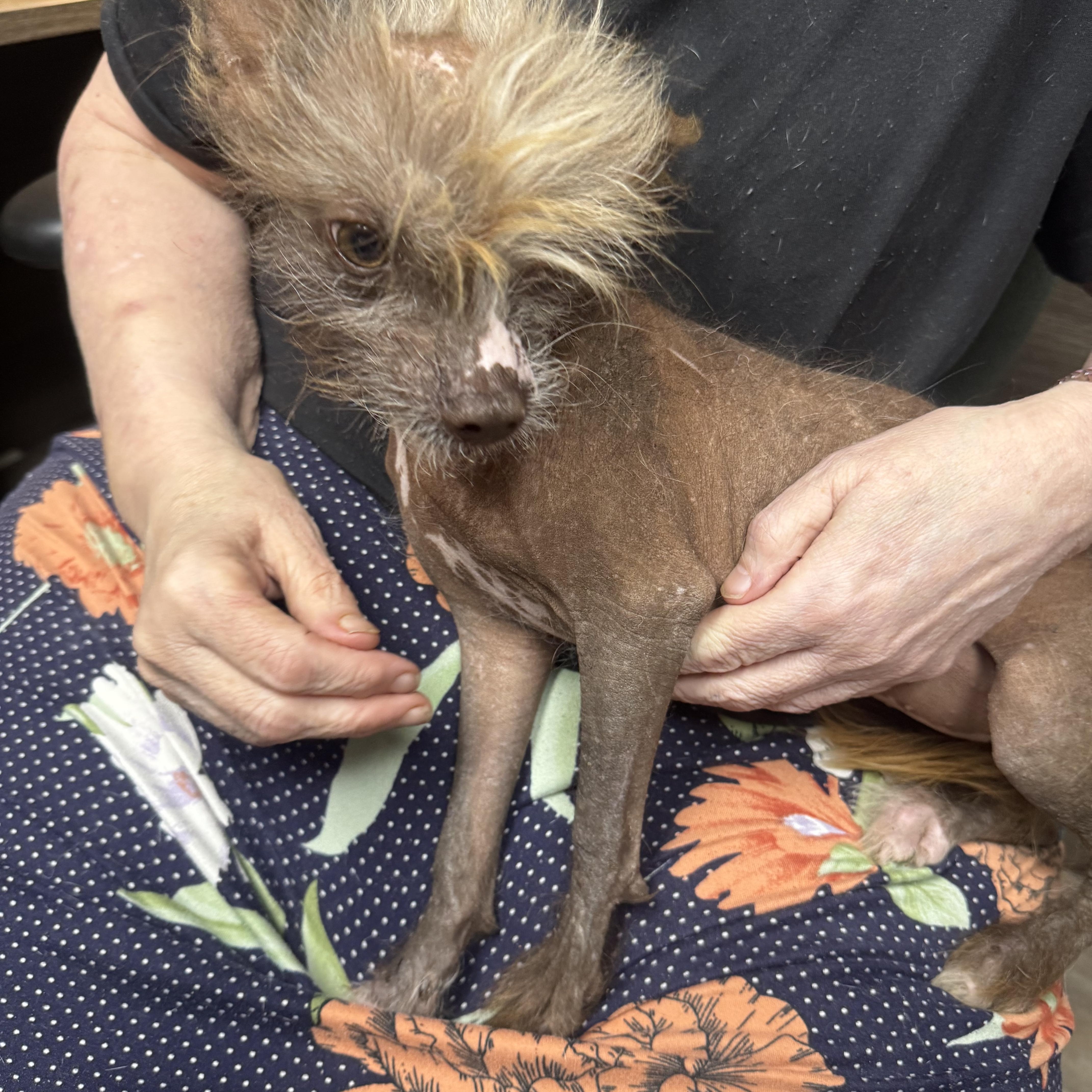 Jennifer, a ADOPTABLE Chinese Crested Dog in Cushing, OK image 3/3