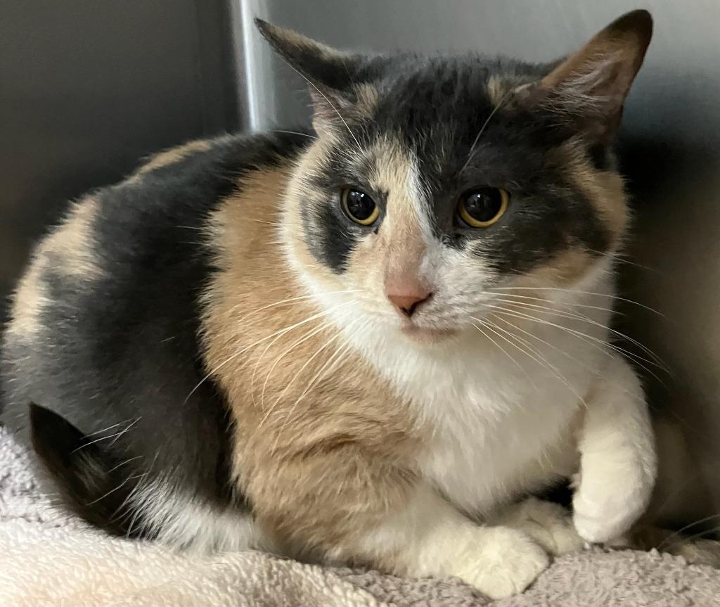 Rolly Polly thumbnail 2