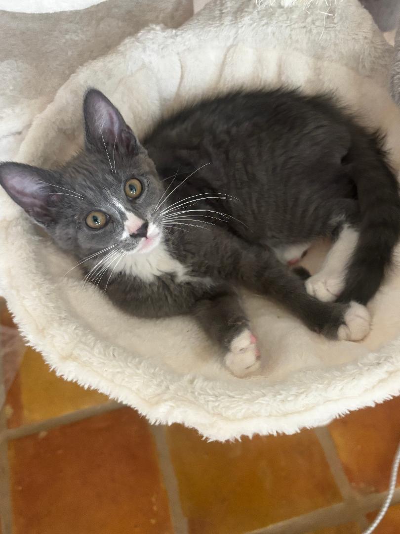 Lucky, adopted, Kitten Male Domestic Short Hair.