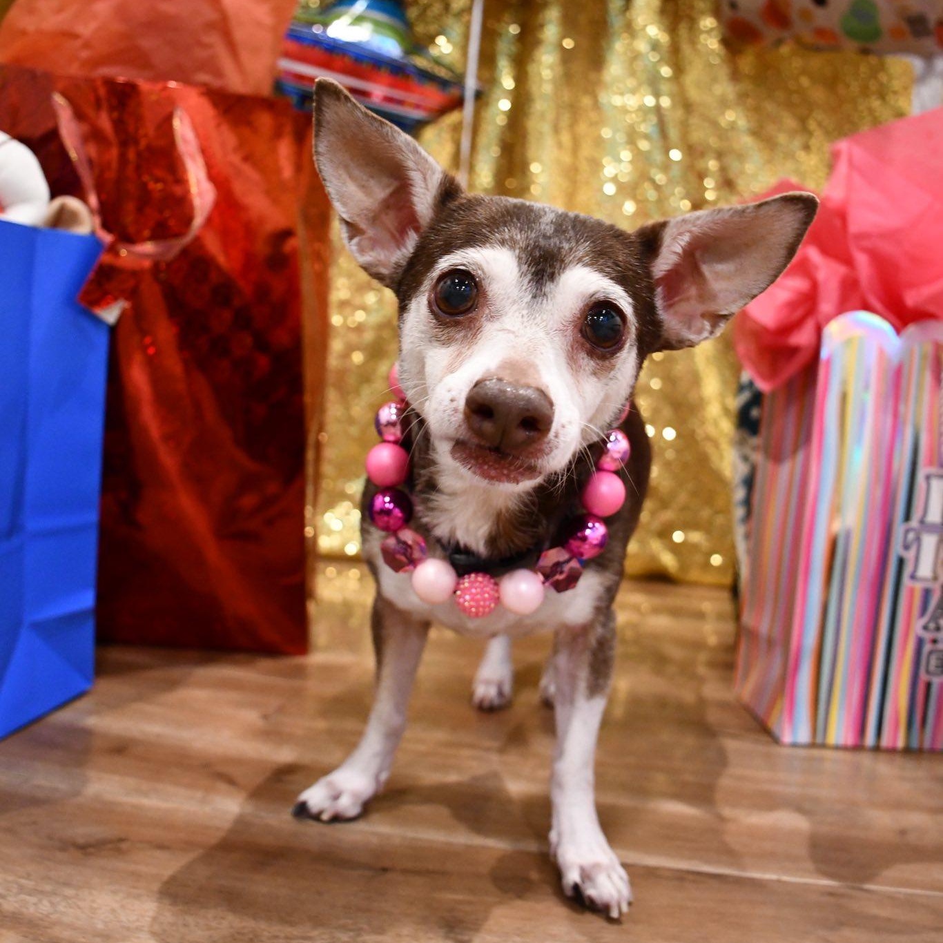 Eleanor, Adoptable, Senior Female Chihuahua.