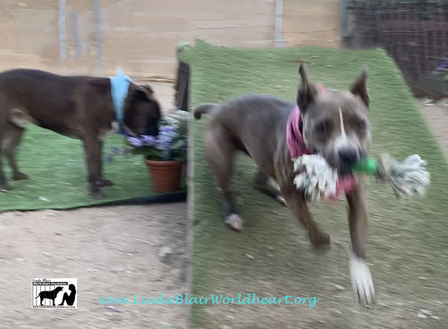 MISSY ELLIOT, a Adoptable mixed breed in Acton, CA image 1/12