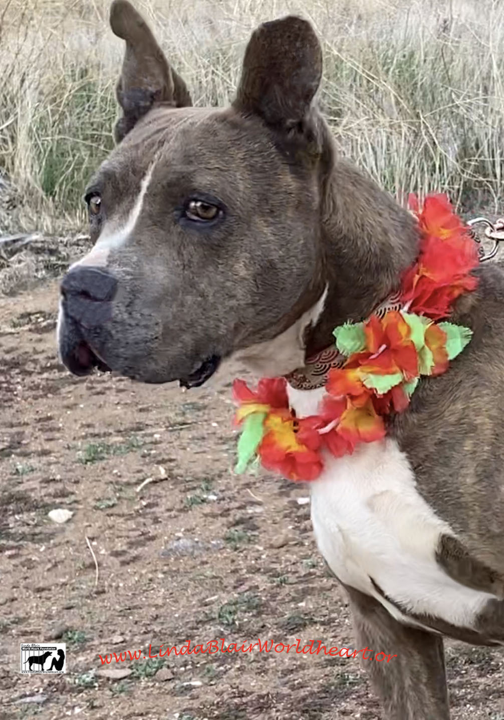  MISSY ELLIOT, an adoptable Staffordshire Bull Terrier in Acton, CA, 93510 | Photo Image 1