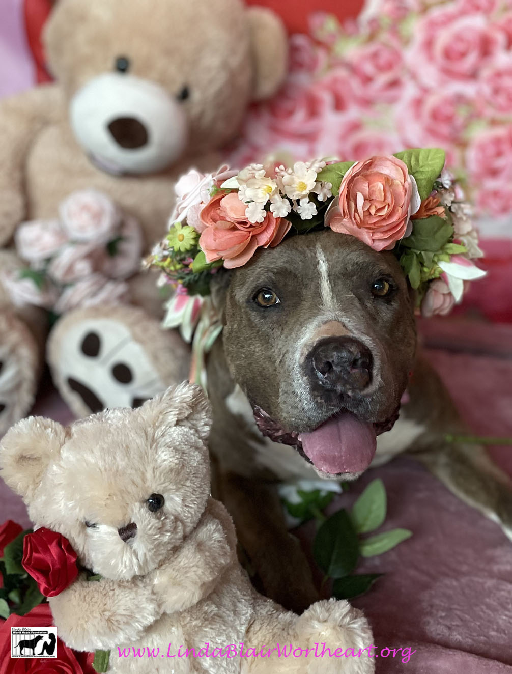 MISSY ELLIOT, a Adoptable mixed breed in Acton, CA image 3/12