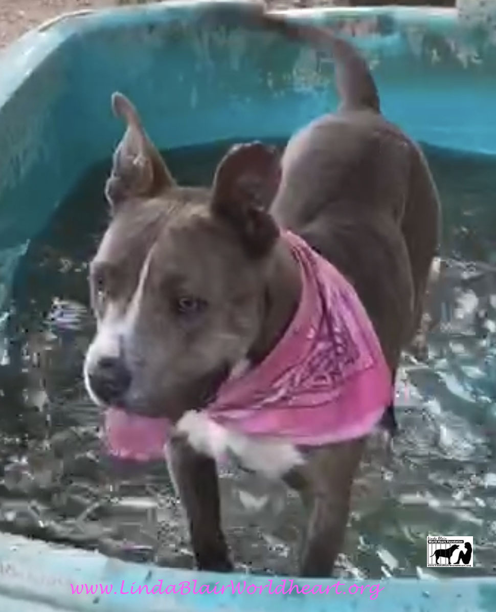 MISSY ELLIOT, a Adoptable mixed breed in Acton, CA image 4/12