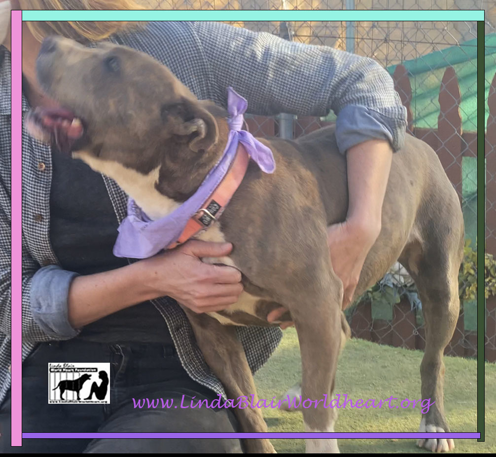 MISSY ELLIOT, a Adoptable mixed breed in Acton, CA image 5/12