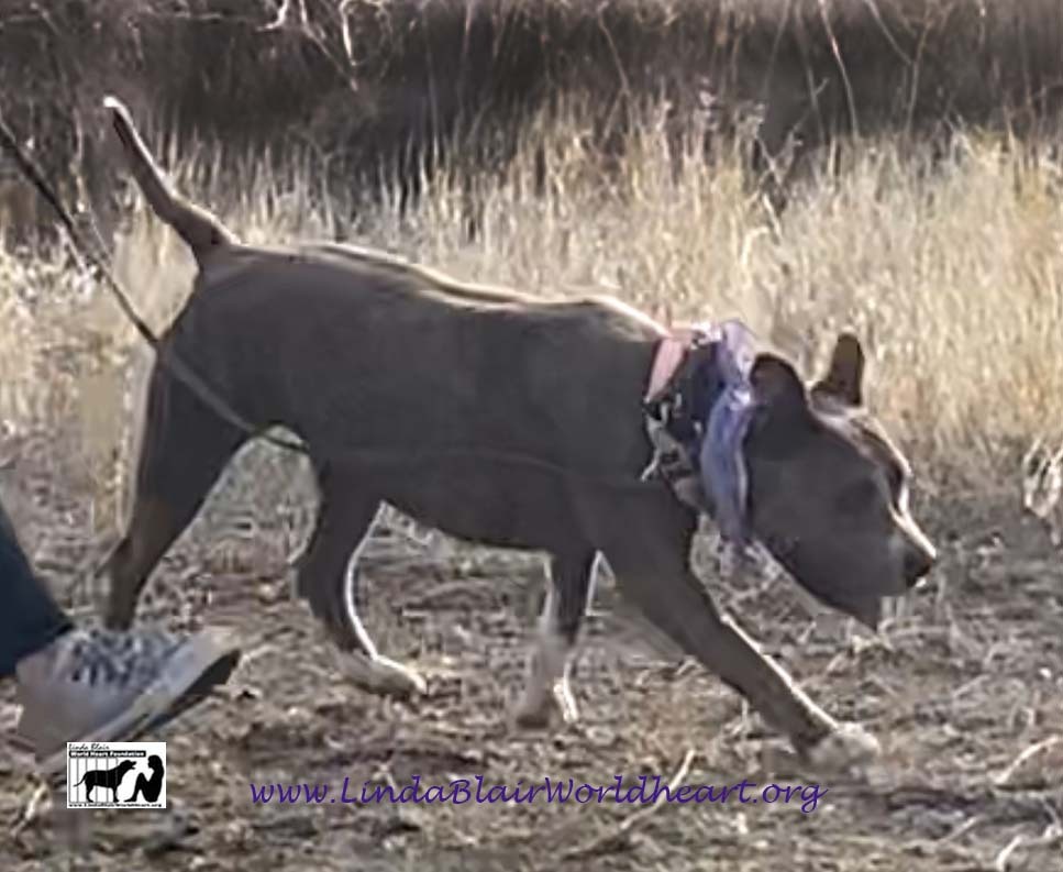MISSY ELLIOT, a Adoptable mixed breed in Acton, CA image 6/12