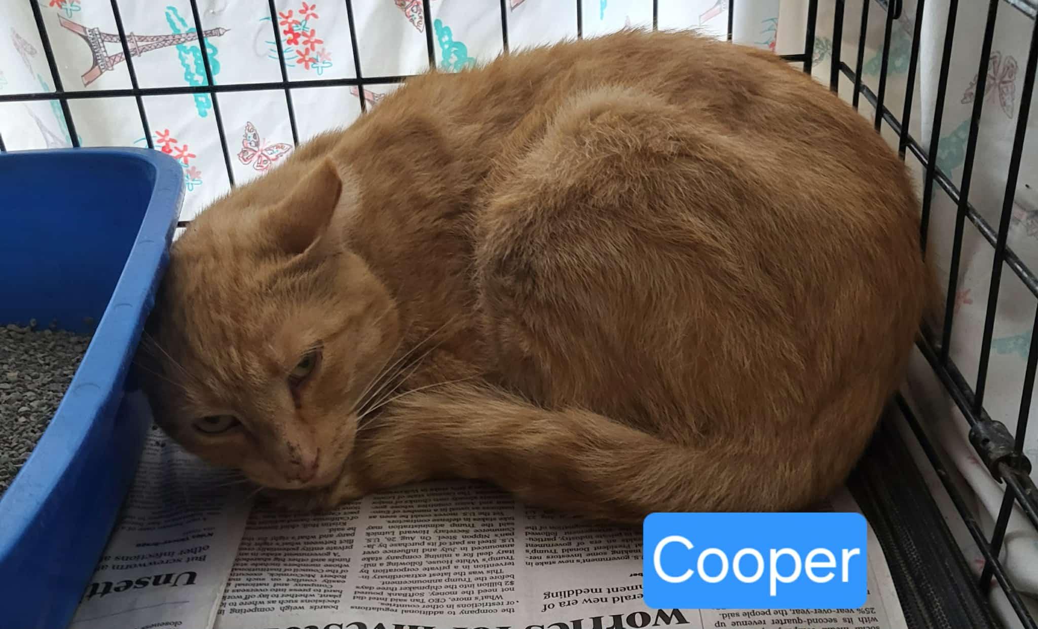 Cooper fiv+ - Adoption fee waived