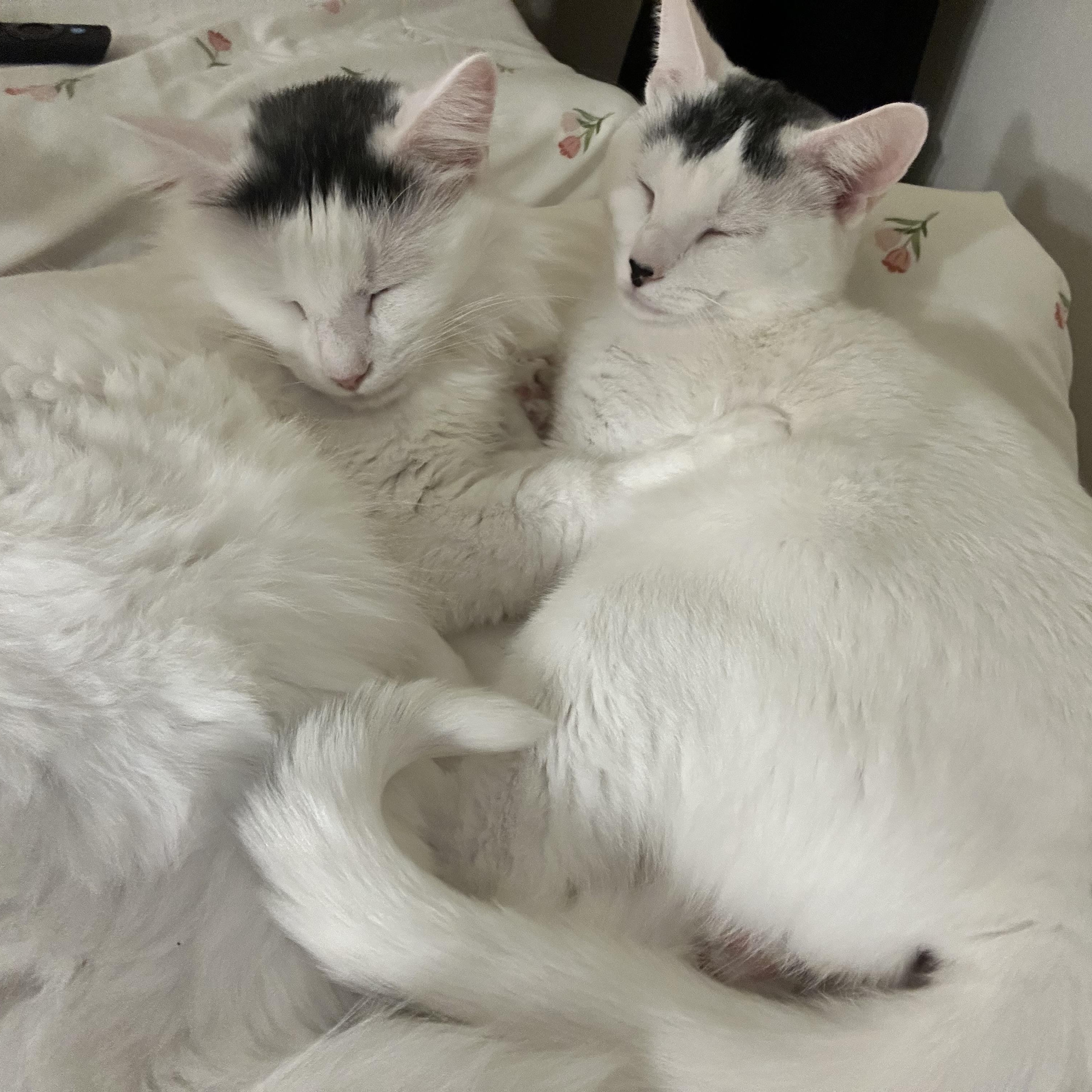 Michael Wave & Birdie, Adoptable, Young Male Domestic Medium Hair.