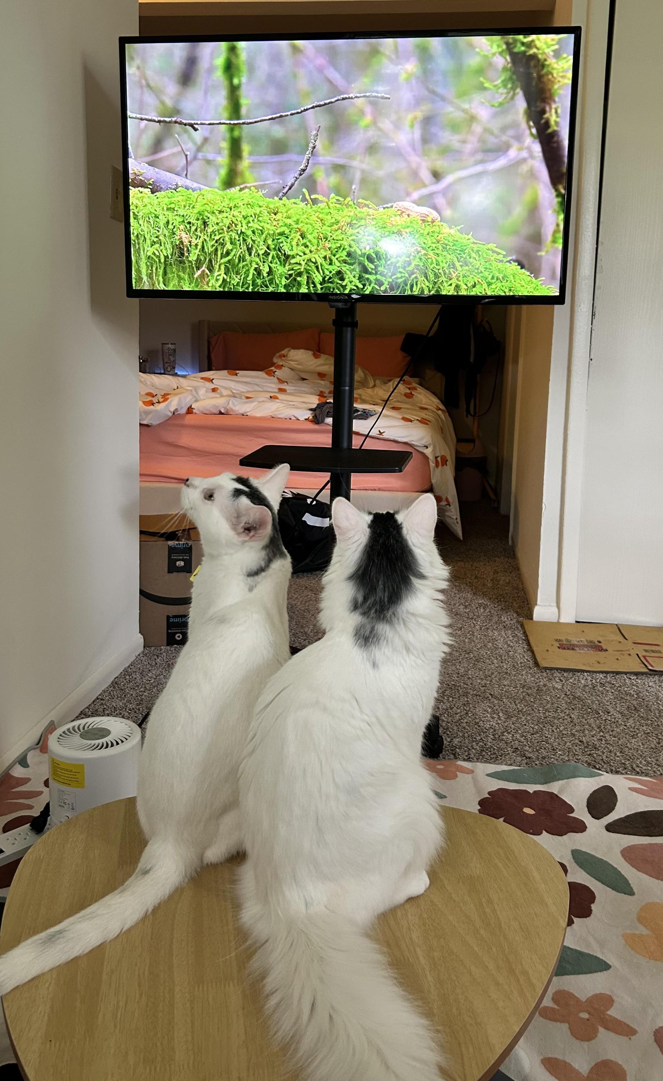 Enlarge Michael Wave & Birdie, a Adoptable Domestic Medium Hair in Indianapolis, IN image 2/6