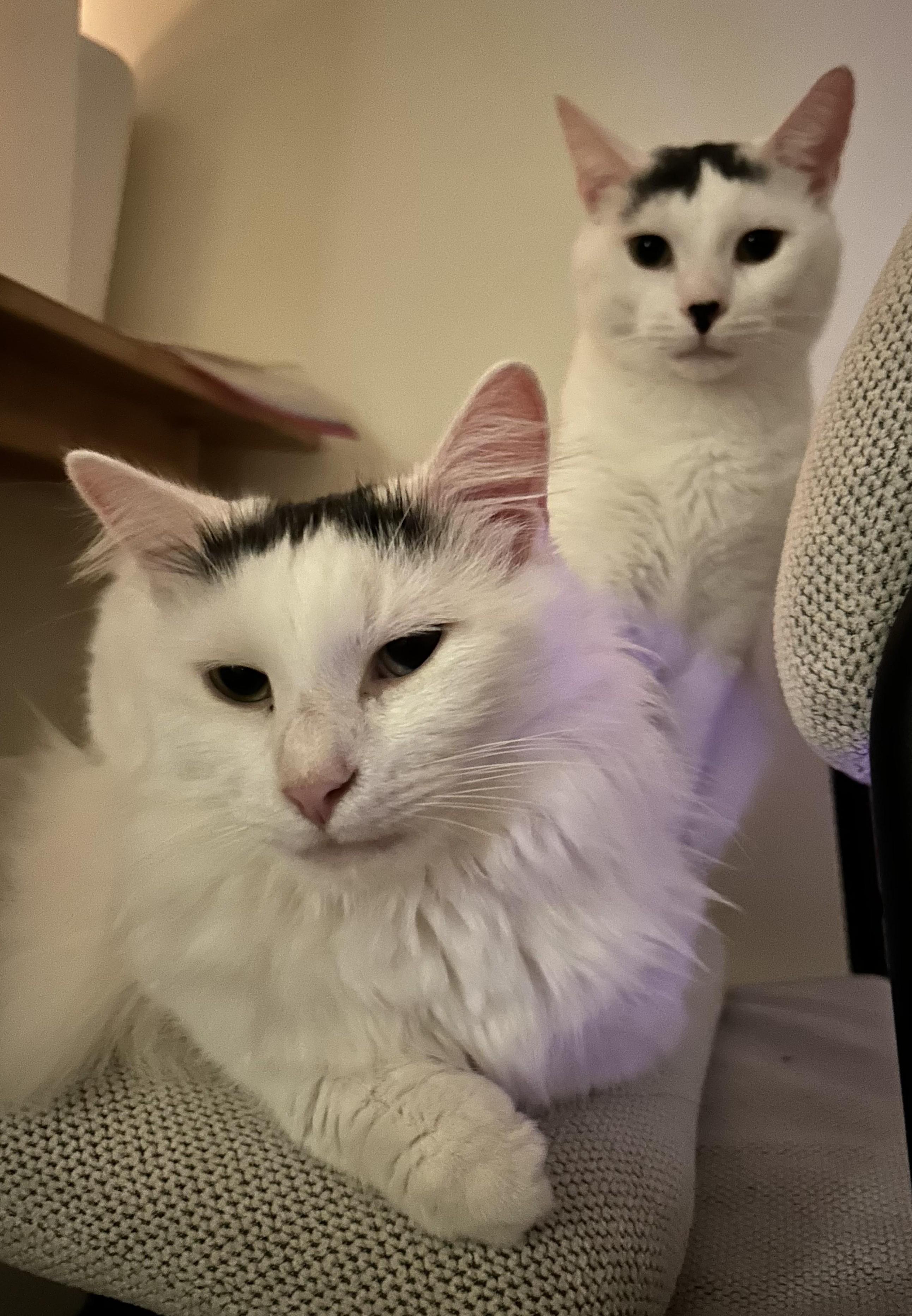 Enlarge Michael Wave & Birdie, a Adoptable Domestic Medium Hair in Indianapolis, IN image 3/6