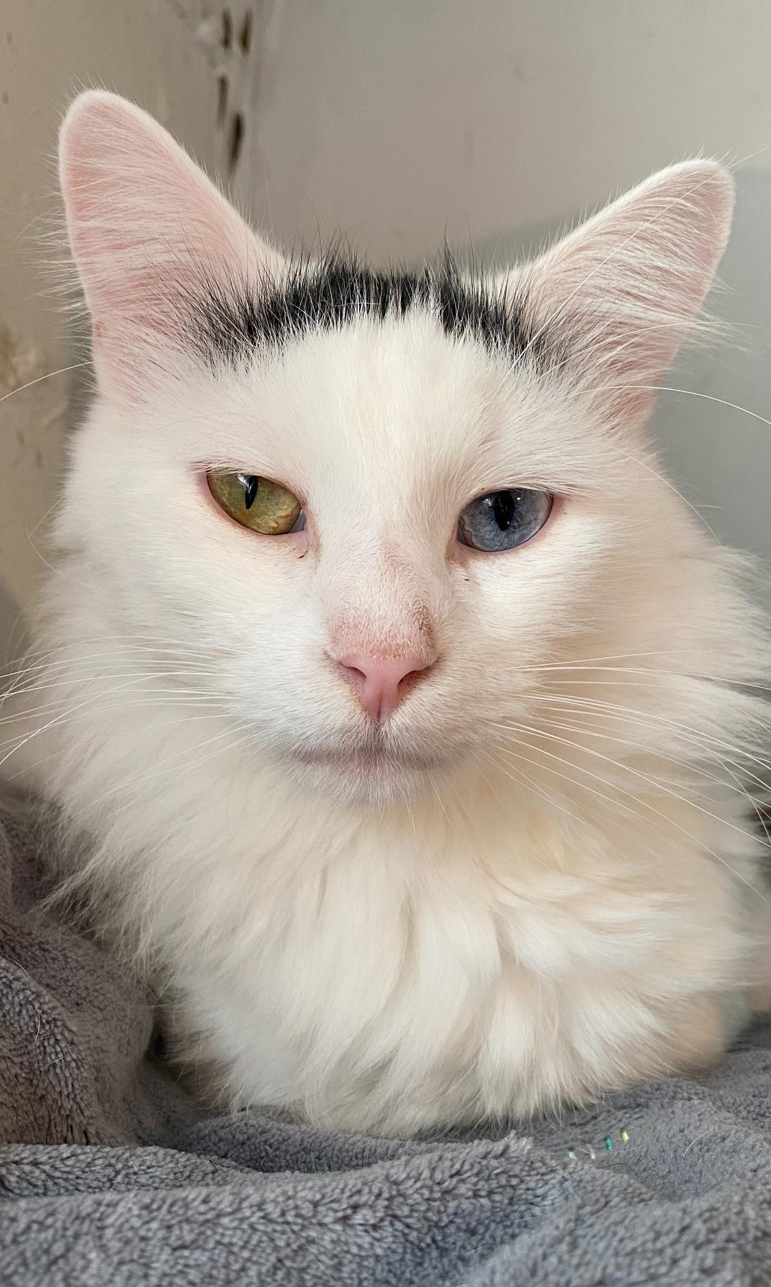 Enlarge Michael Wave & Birdie, a Adoptable Domestic Medium Hair in Indianapolis, IN image 4/6