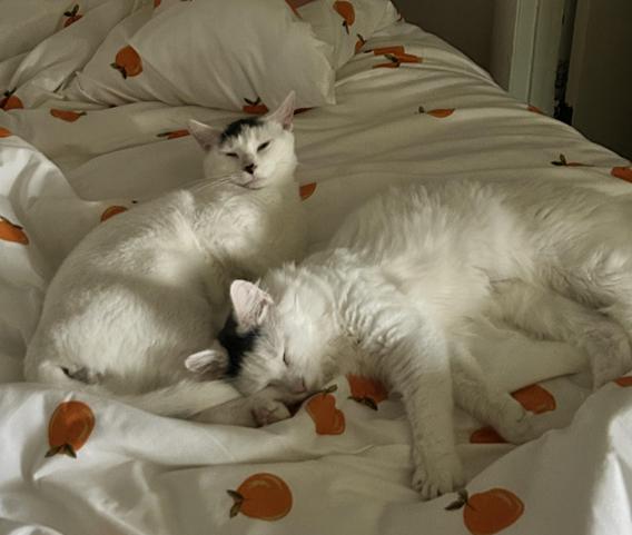 Enlarge Michael Wave & Birdie, a Adoptable Domestic Medium Hair in Indianapolis, IN image 5/6