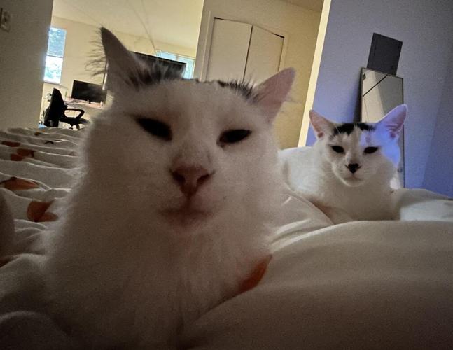 Enlarge Michael Wave & Birdie, a Adoptable Domestic Medium Hair in Indianapolis, IN image 6/6