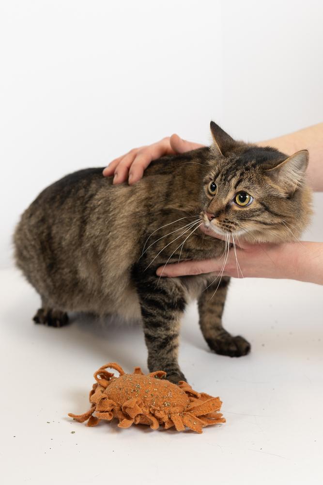 Enlarge Cleo, a ADOPTABLE Domestic Long Hair in Blair, NE image 2/2