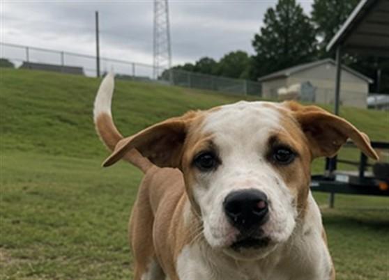 MORWENA, Adoptable, Young Female American Staffordshire Terrier.