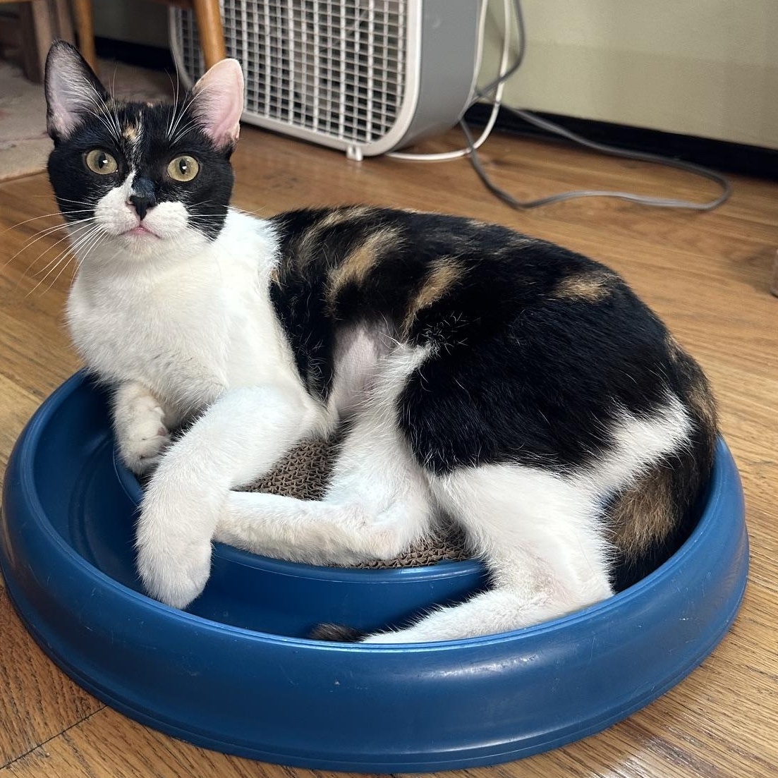 Ellie Corstorphine, Adoptable, Adult Female Domestic Short Hair.