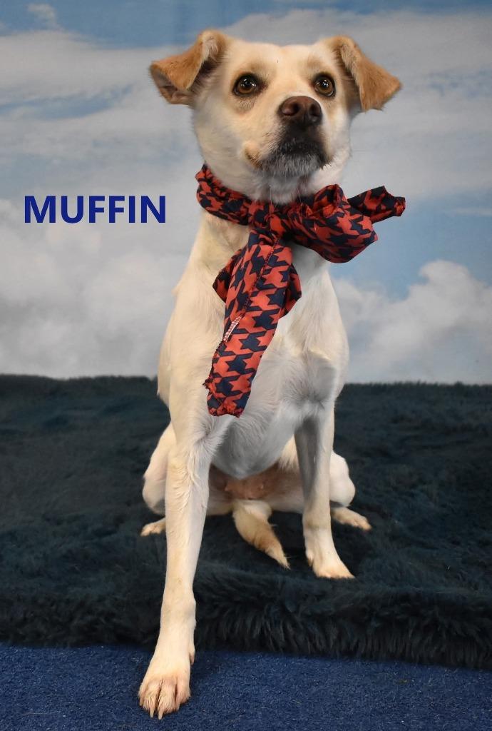 Muffin, Adoptable, Young Female Chihuahua & Shepherd.
