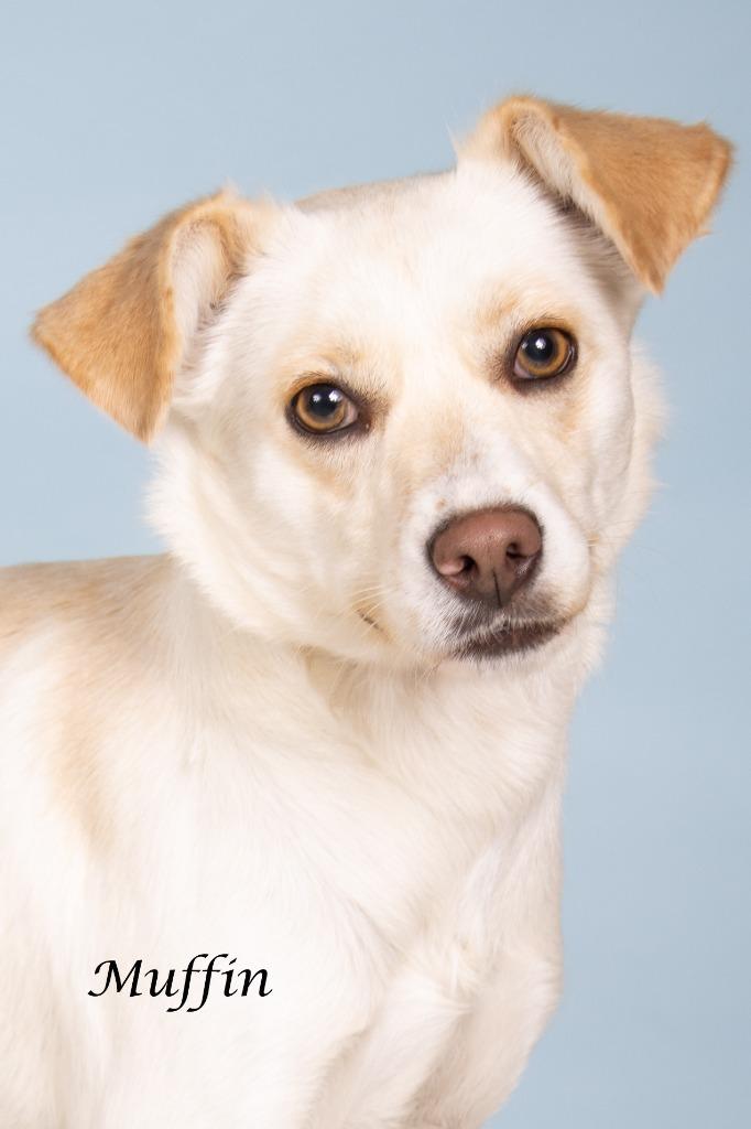 Enlarge Muffin, a Adoptable mixed breed in Gilbert, AZ image 2/3