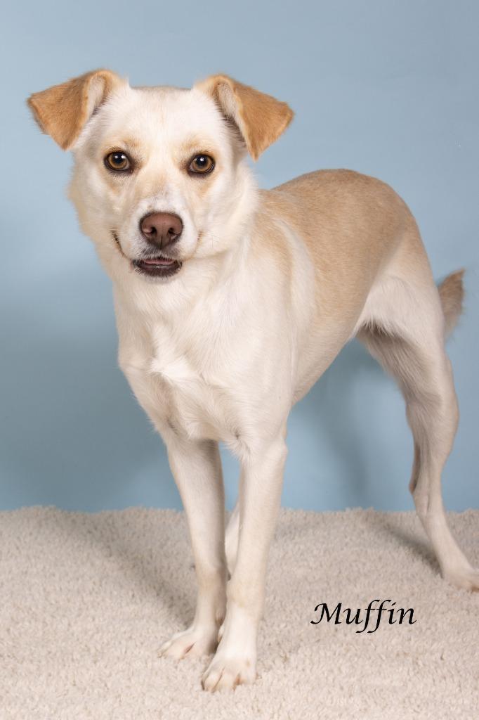 Enlarge Muffin, a Adoptable mixed breed in Gilbert, AZ image 3/3