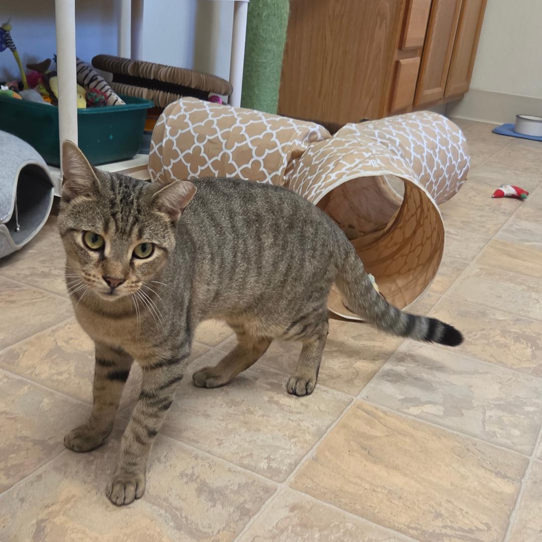 Enlarge Teddy, a Adopted Domestic Short Hair in Dillsburg, PA image 6/6