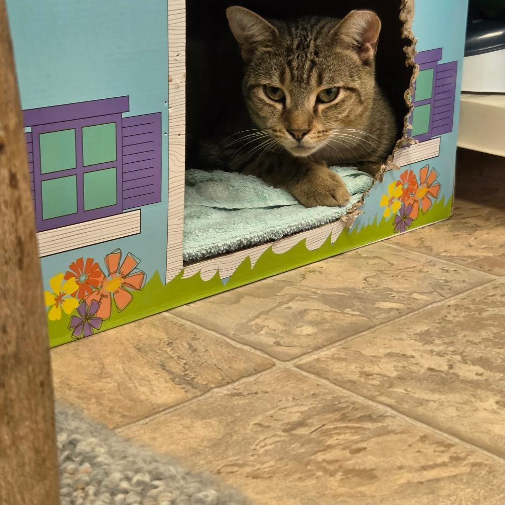 Enlarge Teddy, a Adopted Domestic Short Hair in Dillsburg, PA image 5/6